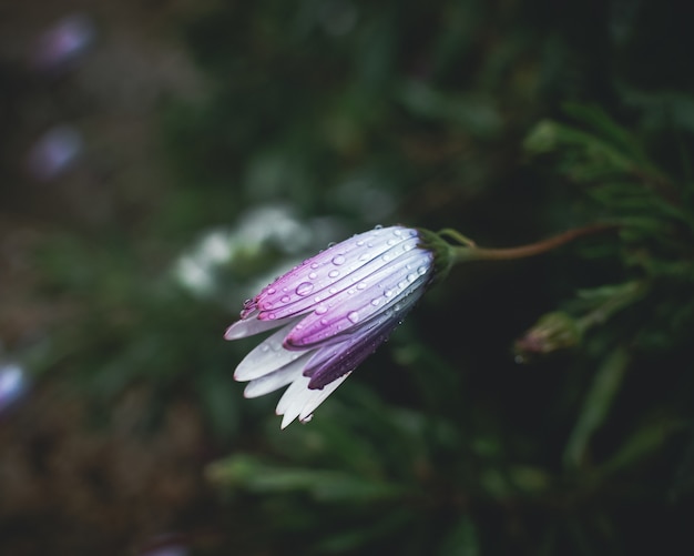 Free Photo rain drops on flower petals