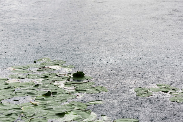 Free photo rain drops and lily pads on the lake surface