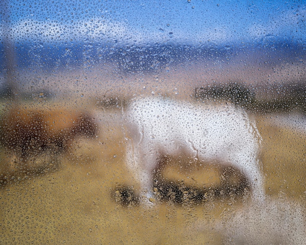 Free Photo rain drops on window