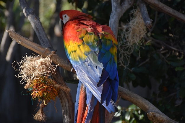 Free photo rainbow of colorful feathers down the back of a macaw