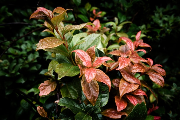 Free photo raindrops on beautiful tropical leaves