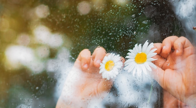 Raindrops on the glass of a village window, chamomile flowers eyes in children's hands look at the rain.