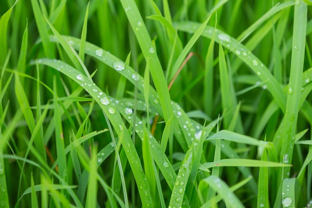 Free photo raindrops that stay on top of the green grass leaves in the evening.