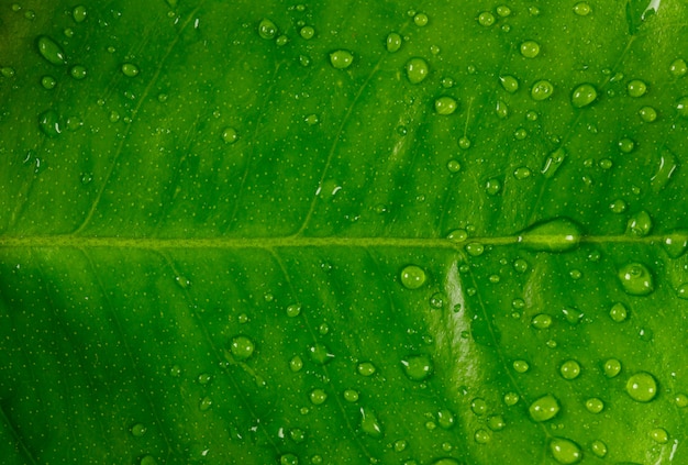 Rainy green leaf close-up view. horizontal.