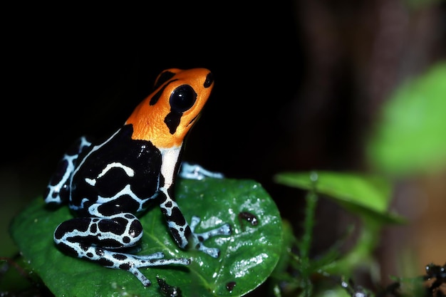 Ranitomeya fantastica closeup on leaves