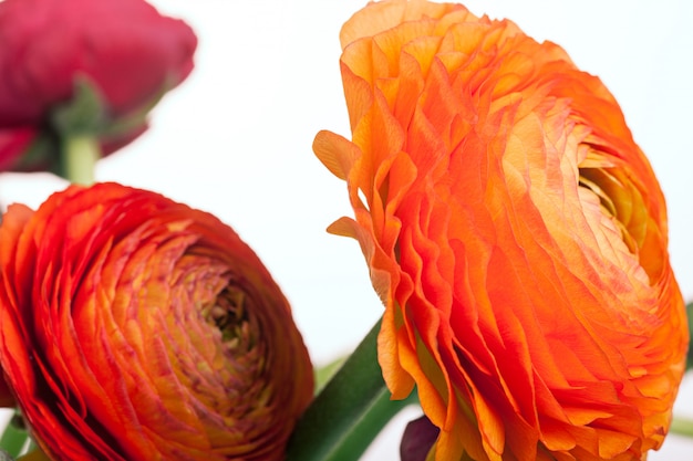 Free Photo ranunkulyus bouquet of red flowers 