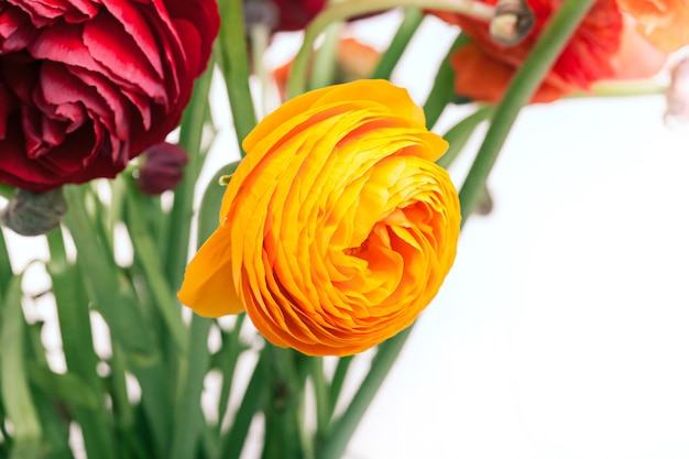 Ranunkulyus bouquet of red flowers 