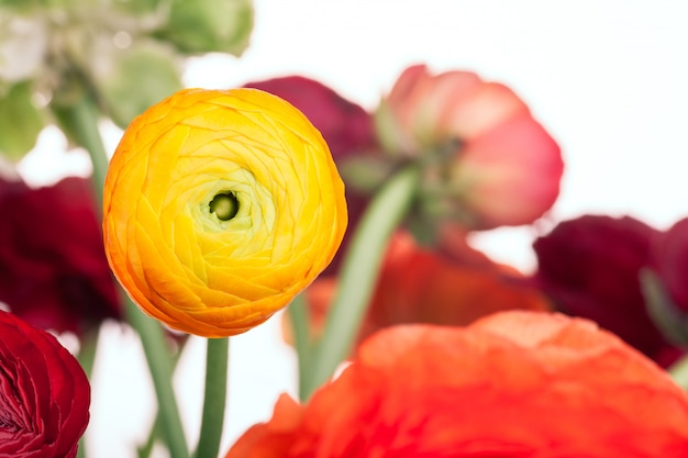 Free Photo ranunkulyus bouquet of red flowers 