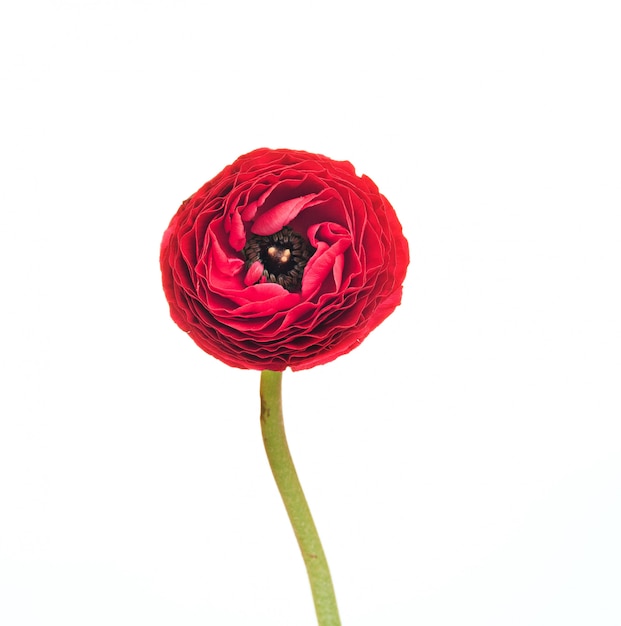 Ranunkulyus red flower on a white