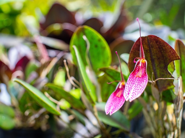 Rare Colombian Orchid in a Green Garden