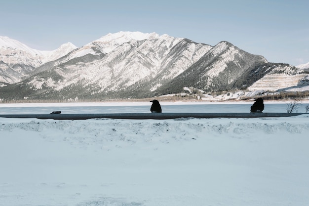 Free photo ravens on riverside in mountains