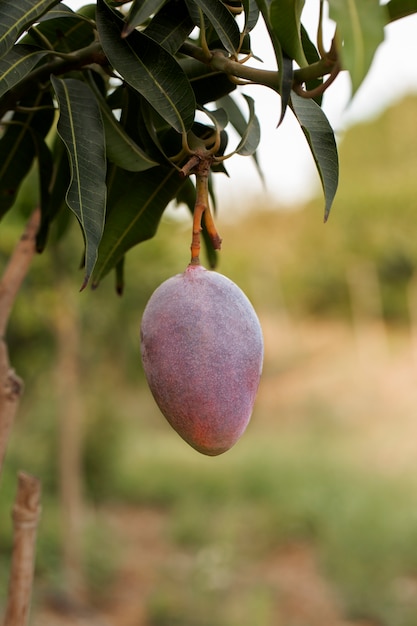 Free Photo raw mango fruit in a tree