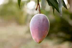 Free photo raw mango fruit in a tree