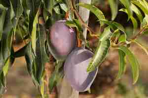 Free photo raw mango fruit in a tree