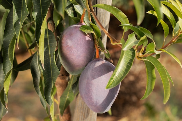 Free Photo raw mango fruit in a tree