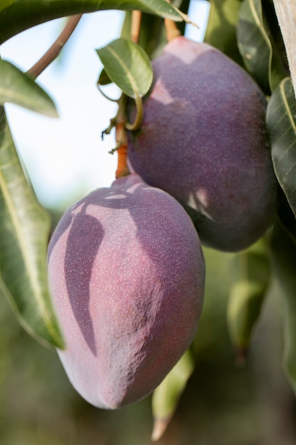 Raw mango fruit in a tree