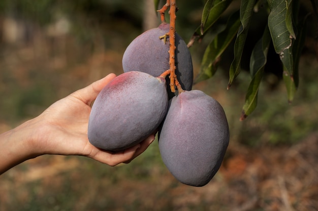 Free photo raw mango fruit in a tree