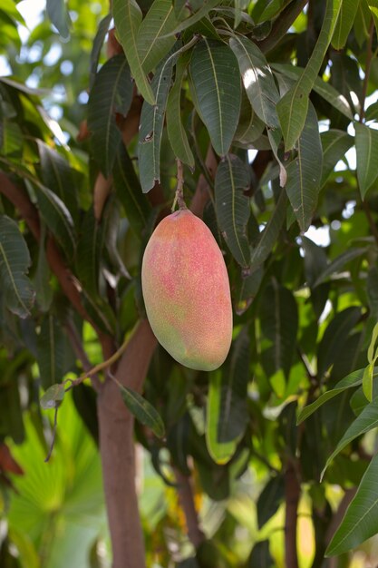 Raw mango fruit in a tree