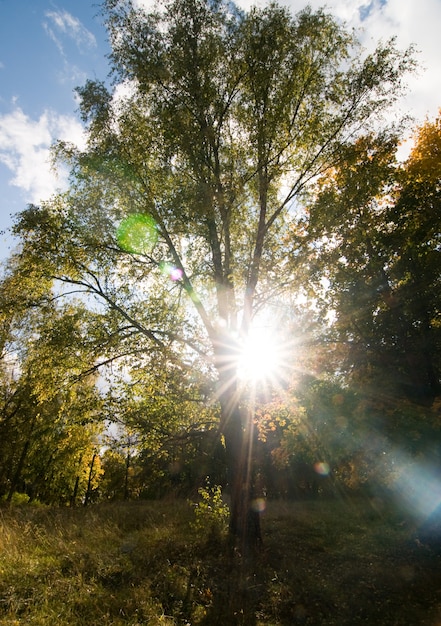 Free Photo ray of sunlight