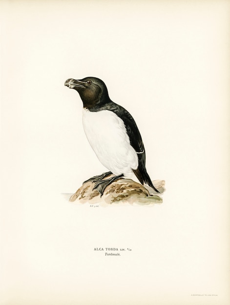 Free Photo razorbill (alca torda) illustrated by the von wright brothers. 