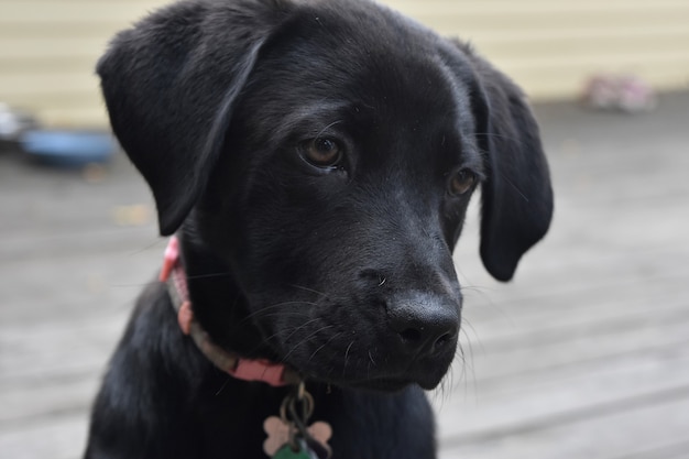 Free photo really beautiful face of a black lab puppy dog.