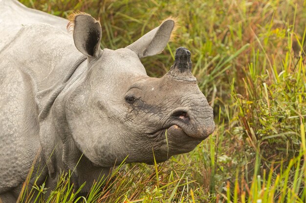 Really big endangered indian rhinoceros male in the nature habitat of Kaziranga national park in India