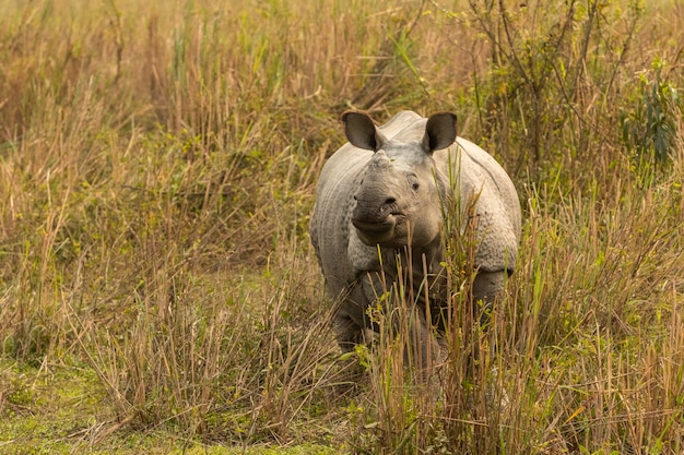 Really big endangered indian rhinoceros male in the nature habitat of Kaziranga national park in India