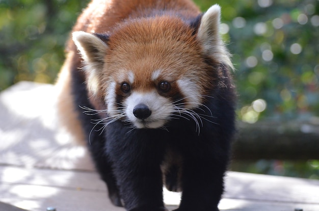 Really cute face of a lesser panda bear.