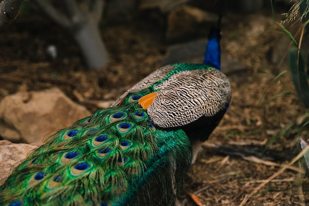 Free photo rear view of a beautiful peacock