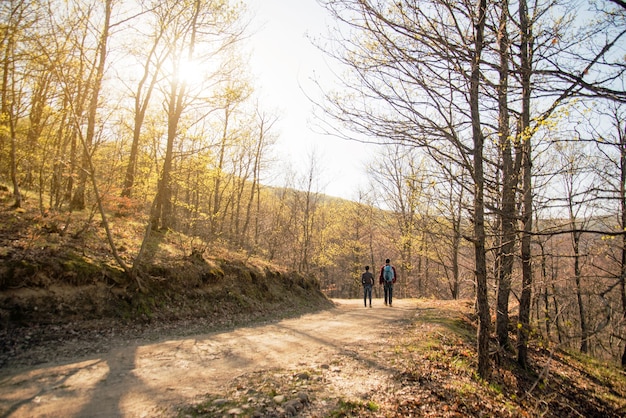 Rear view of couple walking in the forest