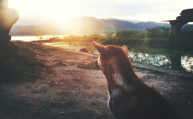 Free photo rear view of dog sitting outdoors rural landscape