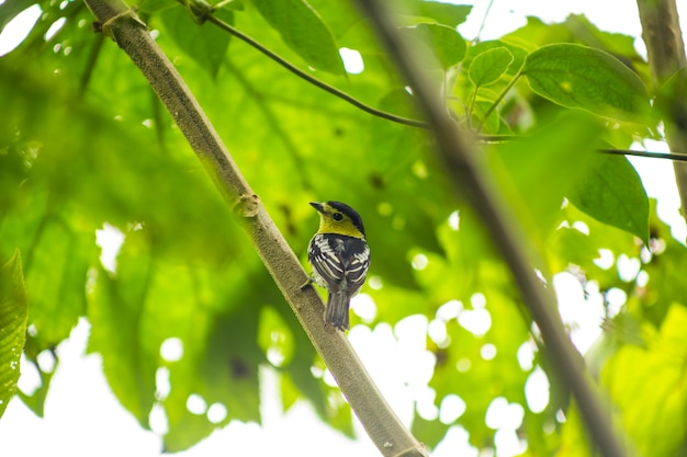 Free photo rear view of songbird perched on tree branch in rainforest