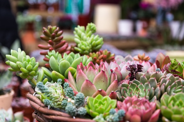 Rectangular arrangement of succulents; cactus succulents in a planter