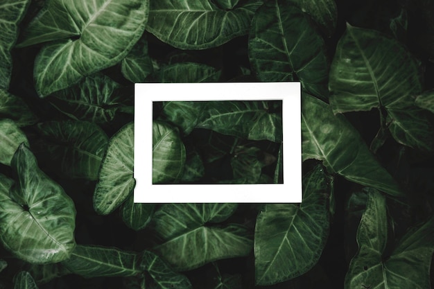 Rectangular white hallow frame over the leaves background