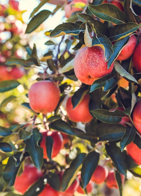 Red apple fruits on tree close up