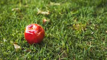 Free photo red apple on green lawn