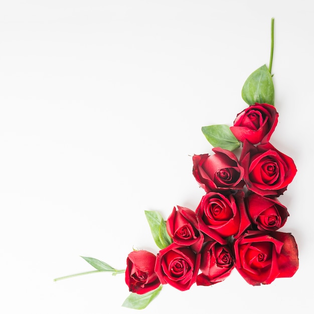 Free photo red beautiful roses on white background