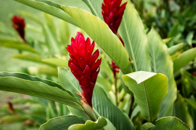 Red beautiful tropical flower with blurred background