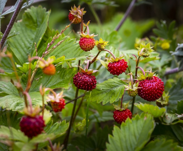 Red berry fruits close up