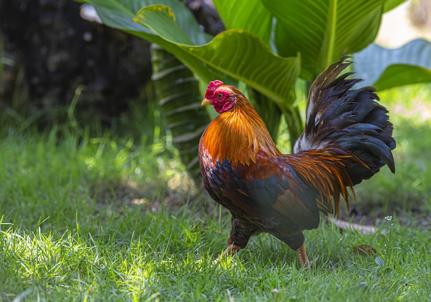 Free photo red and black rooster in green grass