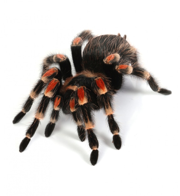 Red and black tarantula