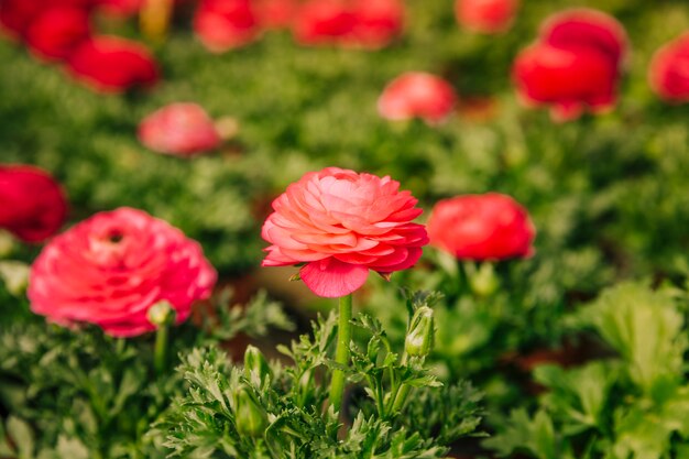 Red blooming ranunculus flower in the garden