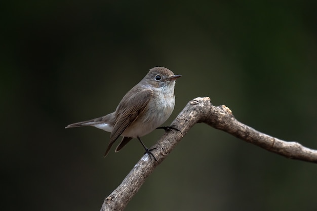 Red-breasted flycatcher, Ficedula parva