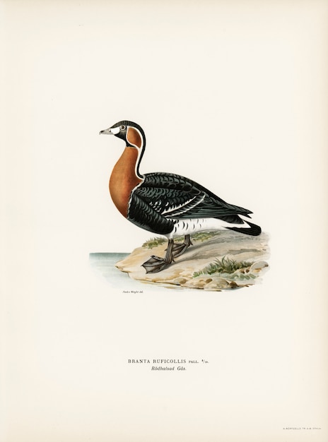 Free photo red-breasted goose (branta ruficollis) illustrated by the von wright brothers.