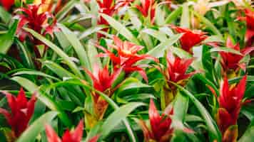 Free photo red bromelia bromeliad blooming flower plant