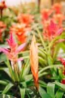 Free photo red bromelia flower bright spectacular flowering plant