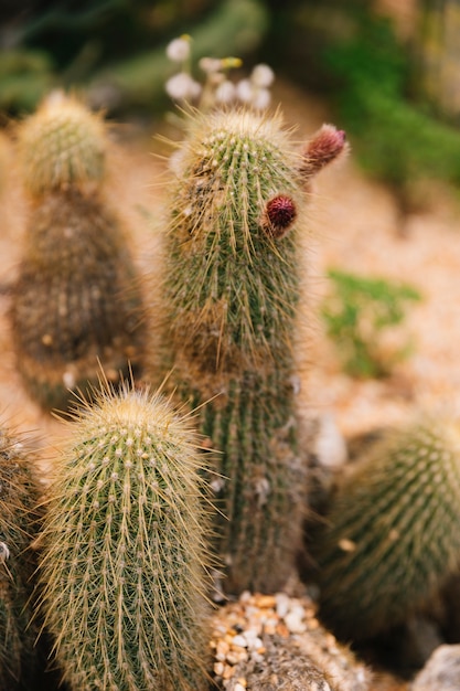 Red buds on spiky thorny cactus