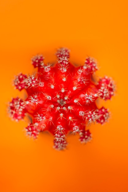 Free photo red cactus on orange background