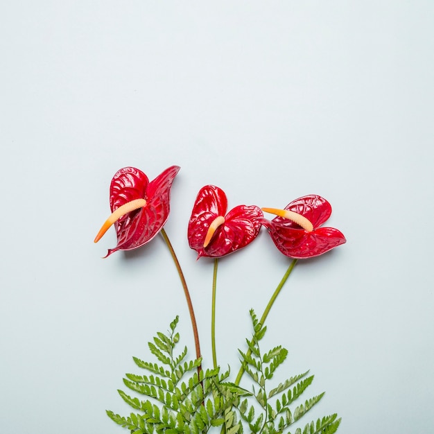 Free photo red callas with green leaves on grey surface