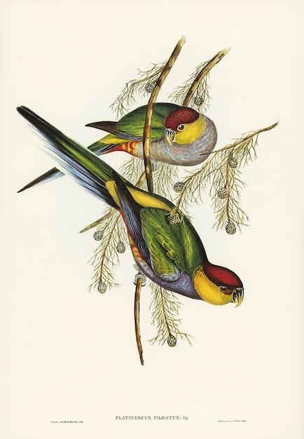 Red-capped Parakeet (Platycercus pileatus) illustrated by Elizabeth Gould 